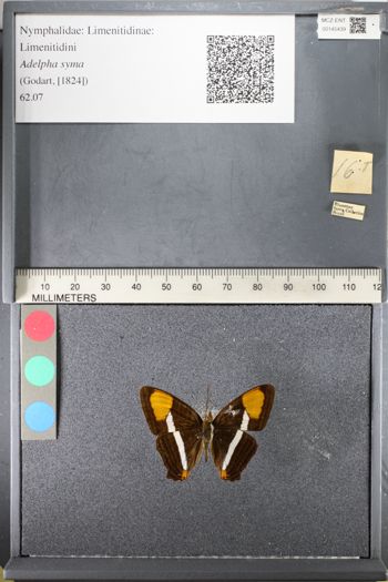 Media type: image;   Entomology 145439